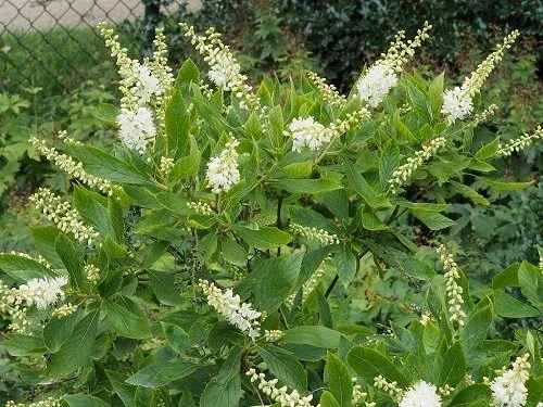 Zimterle (Clethra alnifolia)