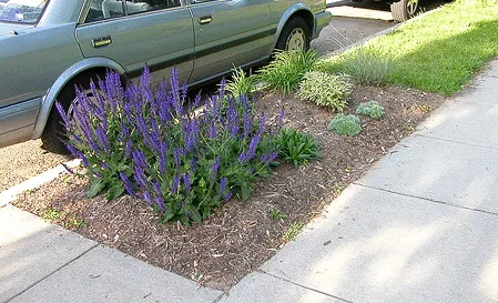 May Night salvia asters a butterfly bush stella d oro lillies and grasses