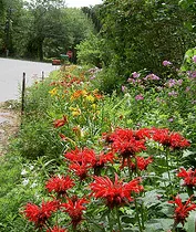 Bee Balm and lillies street planting