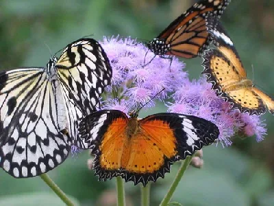 Butterfly by Anne