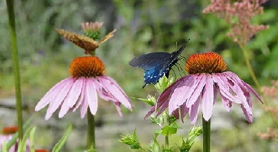 Butterfly Garden by Cindy Cornett Seigle