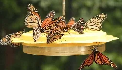 Nectar Feeder by Amy