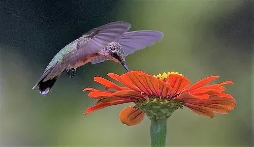 Hummingbird