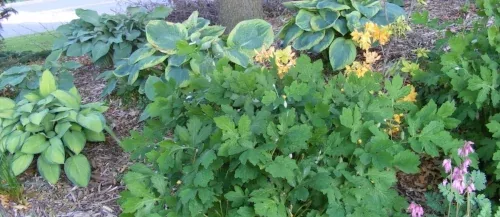 Dry Shade by Midwest Gardening