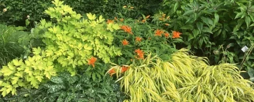 Dry Shade Midwest Gardening