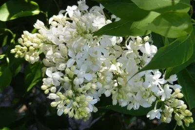 Lilac by Midwest Gardening