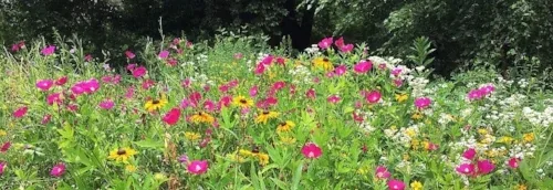 Native Meadow