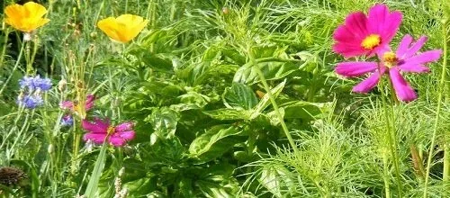 Poppies and Cosmos by Midwest Gardening