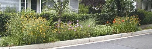 Hellstrip black eyed susans phlox daylilies grasses and sedum