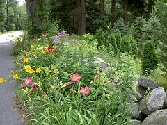 Street planting1