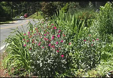 Roadside garden bed