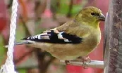 American Goldfinch by Brian Henderson