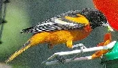 Baltimore Oriole by Sean Cuill