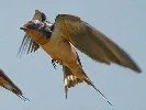 Barn Swallow by Chuq Ui