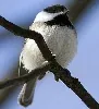 Black Capped chicadee by Alex Ranaldi