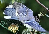 Blue Jay in flight by likeaduck