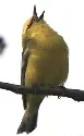 Blue winged Warbler by Henry McLin