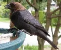 Brown headed Cowbird by Thomas Quine