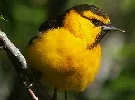 Bullock s Oriole by lostinfog