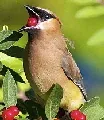 Cedar Waxwing by Henry McLin