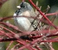 Dark eyed Junco by Dan Dzurisin