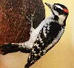 Downy Woodpecker by Ed Gaillard