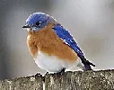 Eastern Bluebird by Alex Ranaldi