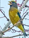 Evening Grosbeak by Chuq ui