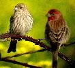 House Finch by K Schneider