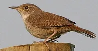 House Wren by Dominic Sherony
