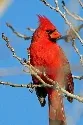 Northern Cardinal by Carla Kishinami