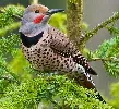 Northern Flicker by cdbtx