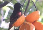 Orchard Oriole by lost in fog