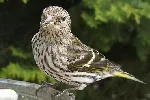 Pine Siskin by Thomas Quine