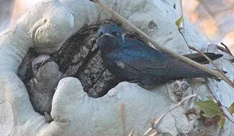 Purple Martins nesting in tree cavity by Teddy Lovett