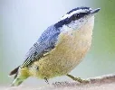 Red breasted Nuthatch by Henry McLin