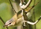 Red eyed vireo by Henry McLin