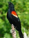 Red winged Blackbird by Larry Meade