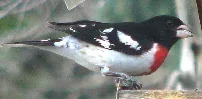 Rose breasted Grosbeak by W Burns