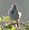 Song Sparrow by Brian Henderson
