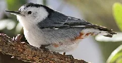 White Breasted Nuthatch by Carla Kishinami