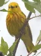 Yellow Warbler by Ellen and Tony