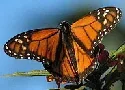 Monarch butterfly by Steven