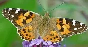 Painted Lady butterfly by CJ Roberts