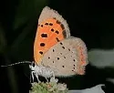 American Small Copper butterfly by John Brandauer