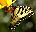 Tiger Swallowtail butterfly by bwmaddog21