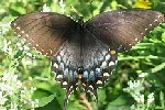 Spicebush Swallowtail butterfly by Dave Govoni