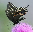 Black Swallowtail butterfly by Texas Eagle