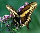Giant Swallowtail butterfly by Dave Bonta