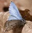 Spring Azure butterfly by j forb